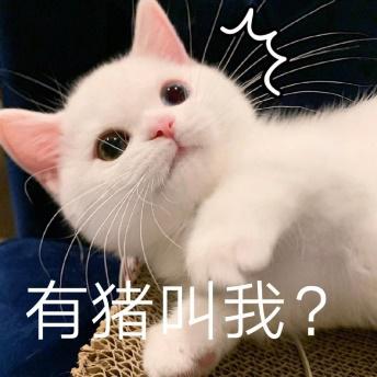 有猪叫我？