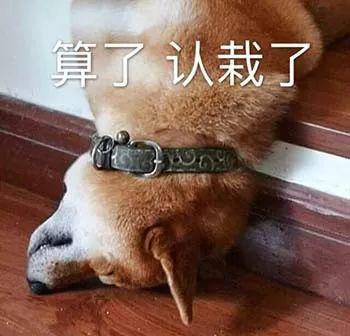 算了认栽了