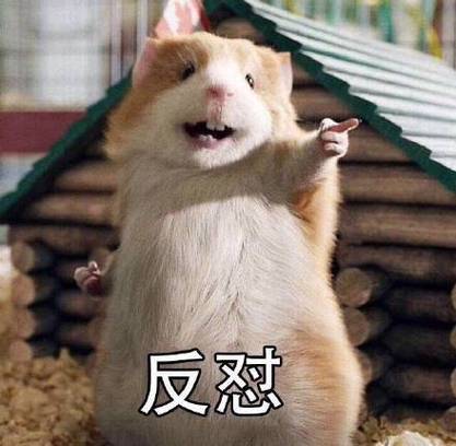 仓鼠小猫