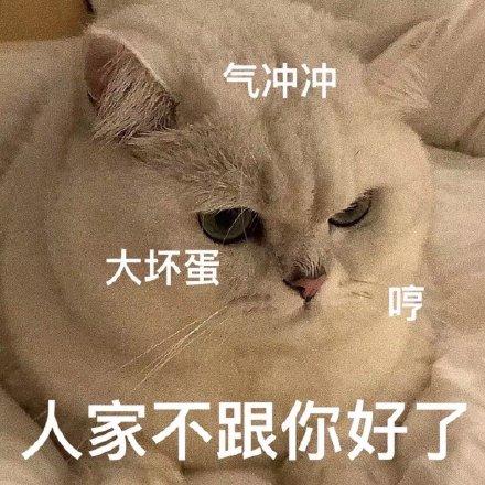 仓鼠小猫