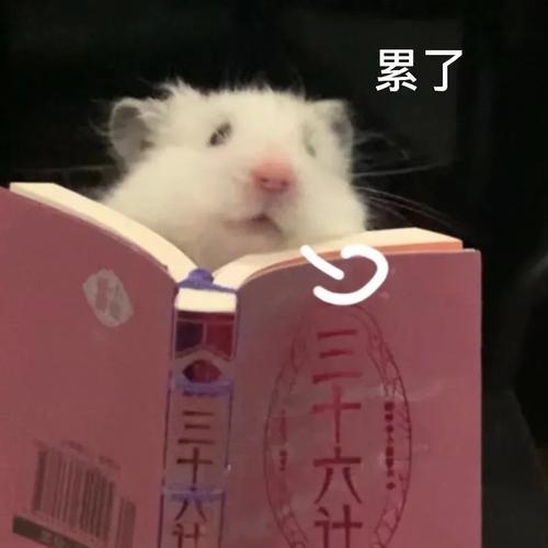 仓鼠小猫