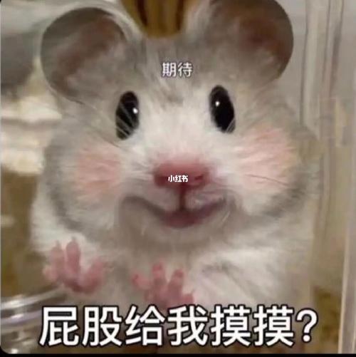 热门表情包，斗宗强者